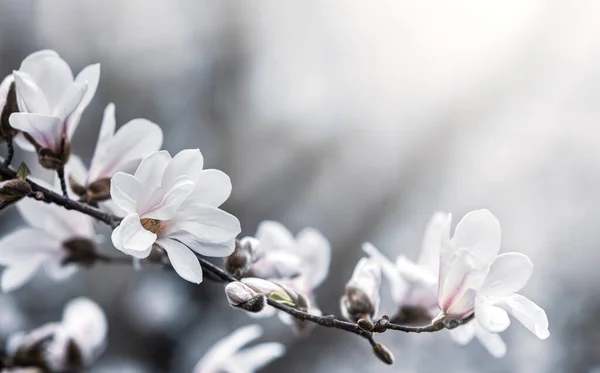 Přirozený Koncept Pozadí Květ Stromu Magnolia Kvetoucí Magnólie Větev Pozadí — Stock fotografie