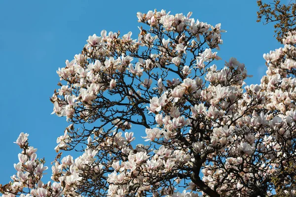 Φυσική Έννοια Υποβάθρου Άνθη Μανόλιας Blossom Magnolia Υποκατάστημα Φόντο Της — Φωτογραφία Αρχείου