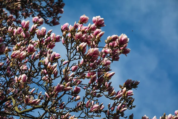 自然背景概念 木兰花花 在自然的背景下 百合花分枝 春天里的木兰花 — 图库照片