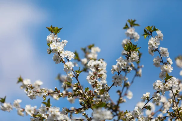 Ağaç Dallarında Beyaz Çiçekler Hafif Açık Mavi Gökyüzüne Odaklanmış Çiçek — Stok fotoğraf
