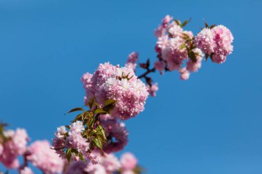 Sakura ağacı çiçekleri. Güzel pembe kiraz çiçekleri. Pembeli güzel çiçekli ağaç dalı