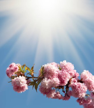 Güneş ışığında Sakura ağacı çiçekleri. Güzel pembe kiraz çiçekleri. Pembeli güzel çiçekli ağaç dalı