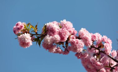 Sakura ağacı çiçekleri. Güzel pembe kiraz çiçekleri. Pembeli güzel çiçekli ağaç dalı