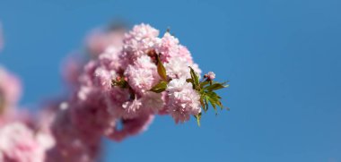 Sakura ağacı çiçekleri. Güzel pembe kiraz çiçekleri. Pembeli güzel çiçekli ağaç dalı
