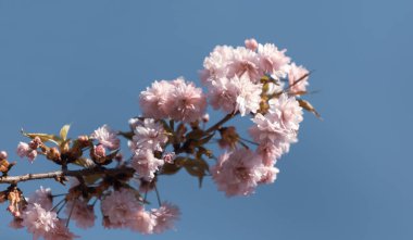 Sakura ağacı çiçekleri. Güzel pembe kiraz çiçekleri. Pembeli güzel çiçekli ağaç dalı