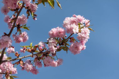 Sakura ağacı çiçekleri. Güzel pembe kiraz çiçekleri. Pembeli güzel çiçekli ağaç dalı