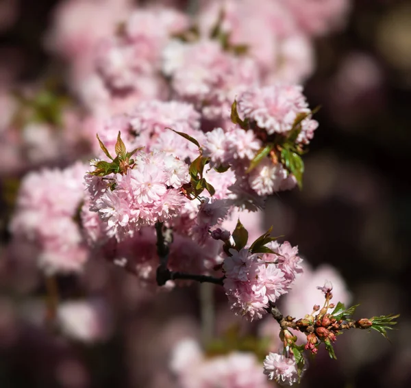 Květiny Sakury Krásné Růžové Květy Třešní Strom Větev Krásnými Květy — Stock fotografie