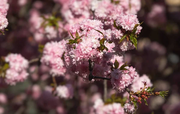 Λουλούδια Δέντρου Sakura Όμορφα Ροζ Άνθη Κερασιάς Δέντρο Κλαδί Όμορφα — Φωτογραφία Αρχείου