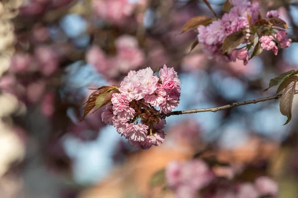 Kwiaty Drzewa Sakura Piękne Różowe Kwiaty Wiśni Drzewo Gałąź Pięknymi — Zdjęcie stockowe