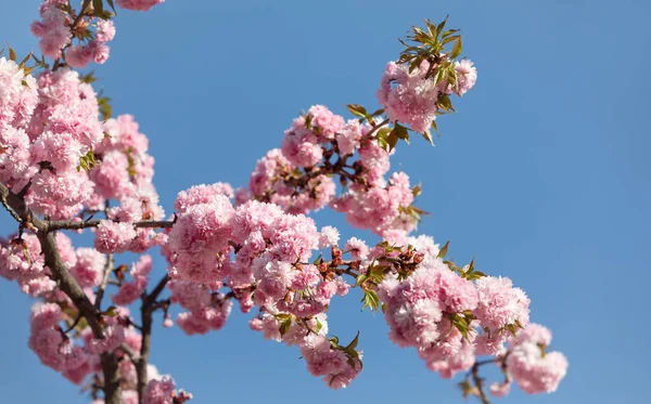 Fleurs Arbre Sakura Belles Fleurs Cerisier Rose Branche Arbre Avec — Photo