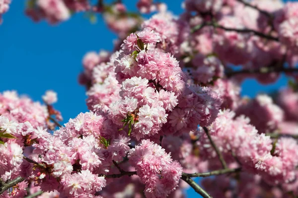 Цветы Сакуры Прекрасные Розовые Цветки Вишни Дерево Ветви Красивыми Цветами — стоковое фото