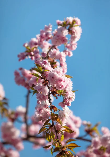 樱花花 美丽的粉色樱花 有粉色美丽花朵的树枝 — 图库照片