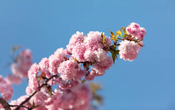 Fleurs Arbre Sakura Belles Fleurs Cerisier Rose Branche Arbre Avec — Photo