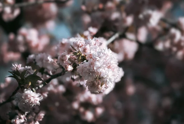 Flores Árvores Sakura Belas Flores Cereja Rosa Ramo Árvore Com — Fotografia de Stock