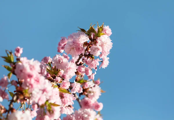 Fleurs Arbre Sakura Belles Fleurs Cerisier Rose Branche Arbre Avec — Photo