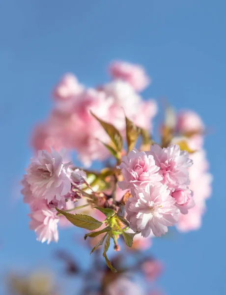 Sakura tree flowers. Beautiful pink cherry blossoms. Tree branch with beautiful flowers in pink