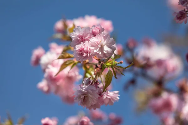 Цветы Сакуры Прекрасные Розовые Цветки Вишни Дерево Ветви Красивыми Цветами — стоковое фото