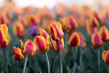 Güzel kırmızı laleler arka planda. Baharda güneşli bir günün altında Bahçede kırmızı ve sarı laleler