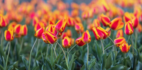 美丽的红色黄色郁金香背景 春天阳光灿烂的日子里 花园里红黄相间的郁金香 — 图库照片