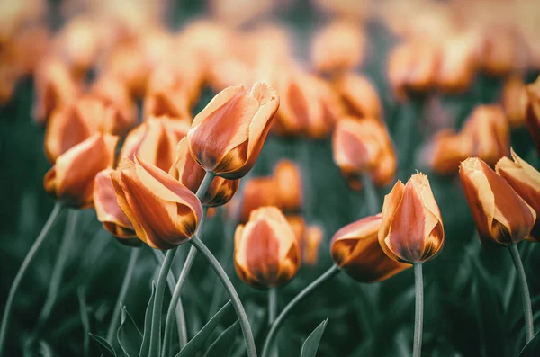 Mooie Rode Gele Tulpen Achtergrond Rode Gele Tulpen Tuin Onder — Stockfoto