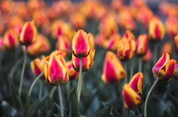 Krásné Červené Žluté Tulipány Pozadí Červené Žluté Tulipány Zahradě Slunečného — Stock fotografie