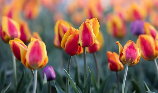 Schöne Rote Gelbe Tulpen Hintergrund Rote Und Gelbe Tulpen Garten — Stockfoto