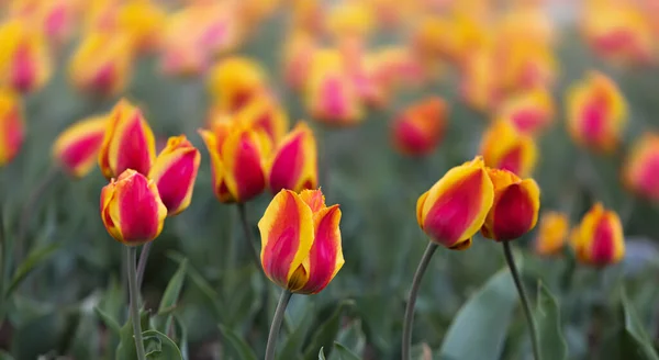Krásné Červené Žluté Tulipány Pozadí Červené Žluté Tulipány Zahradě Slunečného — Stock fotografie