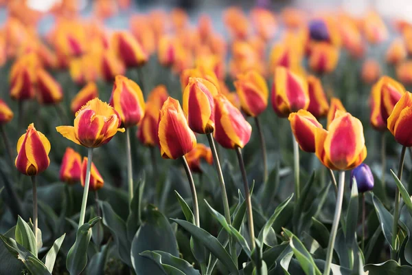 美丽的红色黄色郁金香背景 春天阳光灿烂的日子里 花园里红黄相间的郁金香 — 图库照片