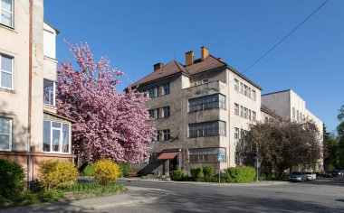 Blossoming pink sakura trees on the streets of city