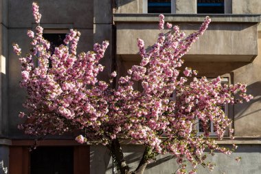Blossoming pink sakura trees on the streets of city