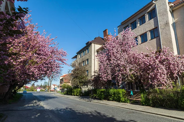 Blossoming Pink Sakura Trees Streets City — Stock Photo, Image