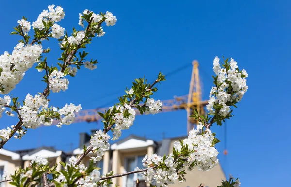 Tavaszi Ház Építési Koncepció Építőipari Daru Tavaszi Virágzó Fák Kék — Stock Fotó
