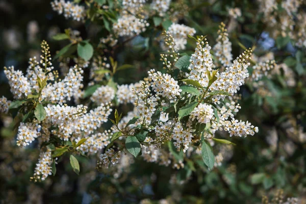 Flores Árvore Cereja Pássaro Bird Cherry Tree Blossom Fechar Com — Fotografia de Stock