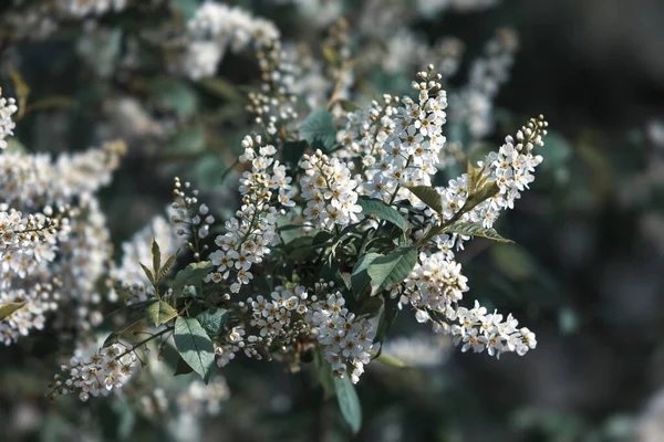 Flores Pájaro Cerezo Cerezo Pájaro Flor Primer Plano Con Enfoque — Foto de Stock