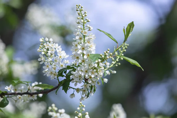 Blommor Fågel Körsbär Träd Fågelkörsbärsträd Blossom Närbild Med Selektivt Fokus — Stockfoto