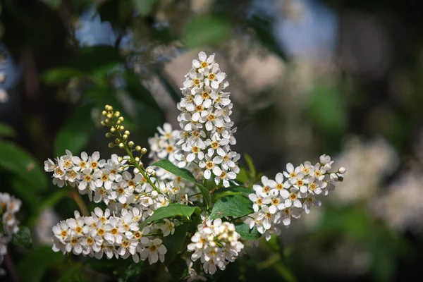Flowers bird cherry tree. Bird Cherry Tree in Blossom. Closeup with selective focus and shallow depth of field.