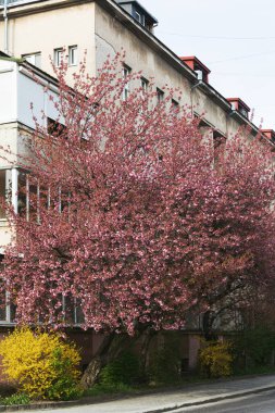 Sakura ağacı çiçekleri. Güzel pembe kiraz çiçekleri. Güzel pembe çiçekli ağaç dalı