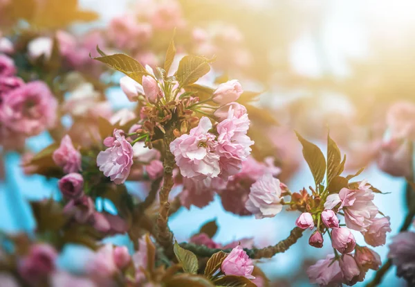 Sakura tree flowers. Beautiful pink cherry blossoms. Tree branch with beautiful pink flowers