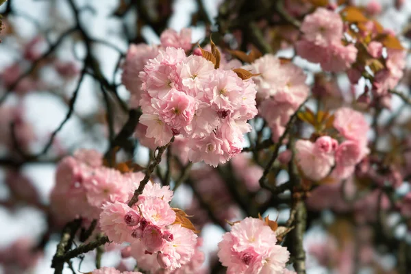 Λουλούδια Δέντρου Sakura Όμορφα Ροζ Άνθη Κερασιάς Δέντρο Κλαδί Όμορφα — Φωτογραφία Αρχείου