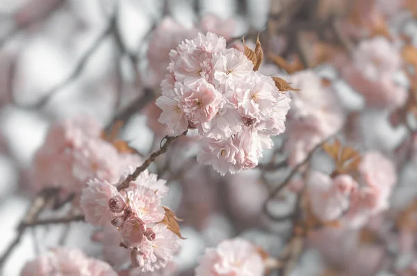 Sakura Virágok Gyönyörű Rózsaszín Cseresznyevirágok Faág Gyönyörű Rózsaszín Virágokkal — Stock Fotó