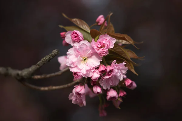 樱花花 美丽的粉色樱花 有美丽粉色花朵的树枝 — 图库照片