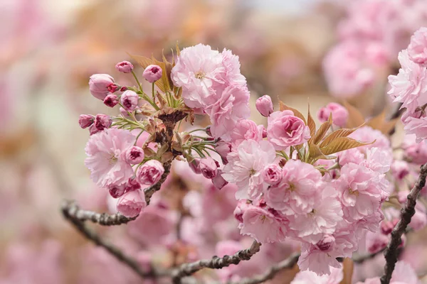 Fleurs Arbre Sakura Belles Fleurs Cerisier Rose Branche Arbre Avec — Photo