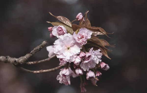 Fleurs Arbre Sakura Belles Fleurs Cerisier Rose Branche Arbre Avec — Photo