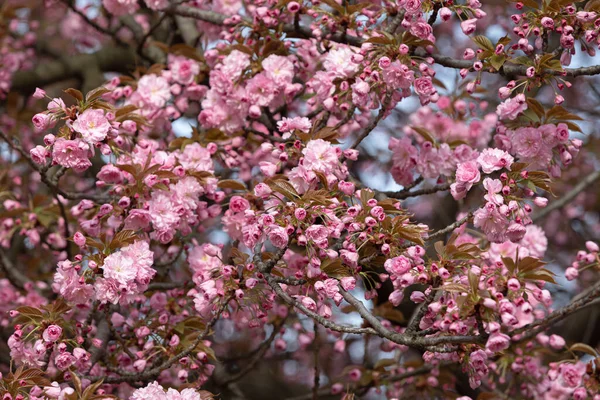 Fleurs Arbre Sakura Belles Fleurs Cerisier Rose Branche Arbre Avec — Photo