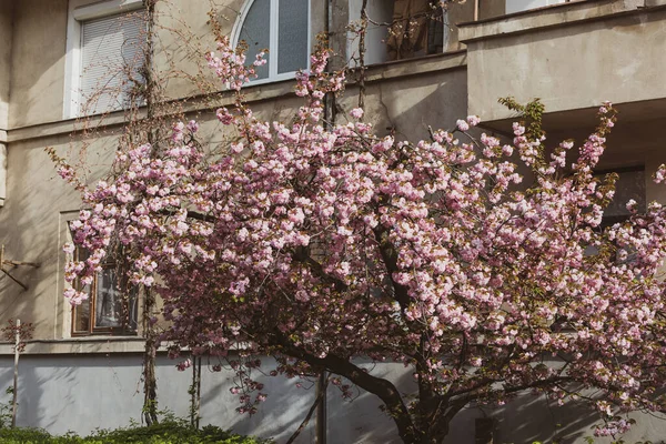 Цветы Сакуры Прекрасные Розовые Цветки Вишни Дерево Ветви Красивыми Розовыми — стоковое фото