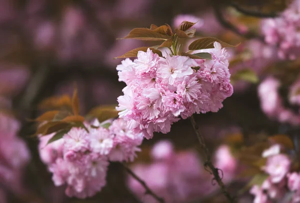 Sakura Boom Bloemen Mooie Roze Kersenbloesems Boom Tak Met Mooie — Stockfoto