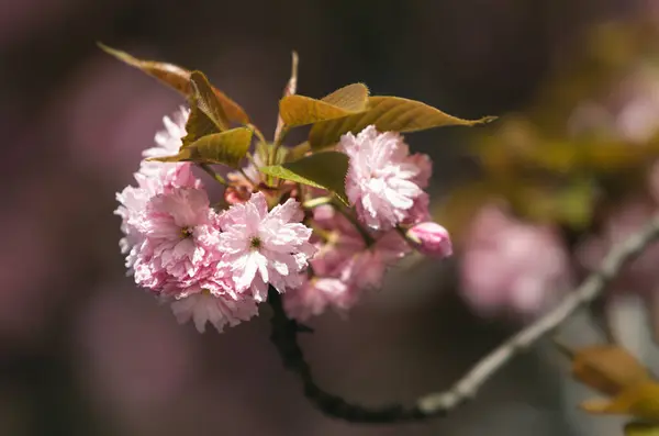 Sakura Boom Bloemen Mooie Roze Kersenbloesems Boom Tak Met Mooie — Stockfoto
