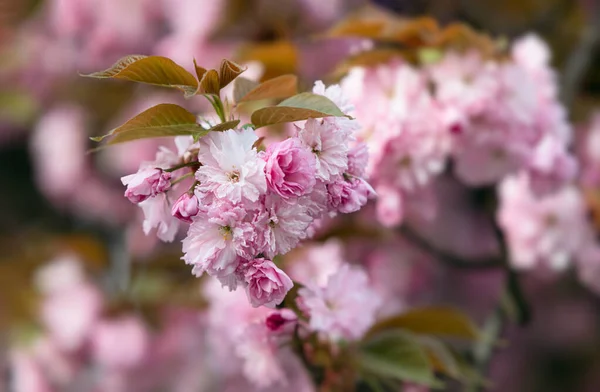 Sakura Tree Flowers Beautiful Pink Cherry Blossoms Tree Branch Beautiful — Stock Photo, Image