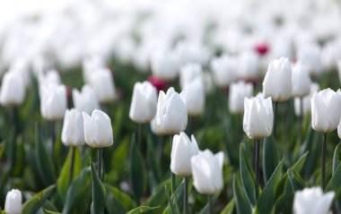 Çiçek açan laleler bahar arkaplanı. Baharda çimenlikte beyaz ve sarı laleler