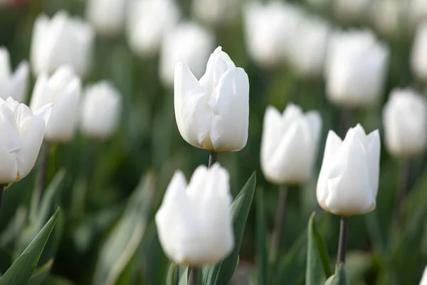Kwitnące Tulipany Wiosenne Tło Białe Żółte Tulipany Trawniku Wiosną — Zdjęcie stockowe